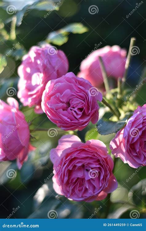 Pink Flowers Of A Double Rose Rosa Stock Image Image Of Blossom