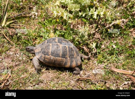 Spur Thighed Tortoises Grow Up To 30 Cm Length And Live In Grassy Areas