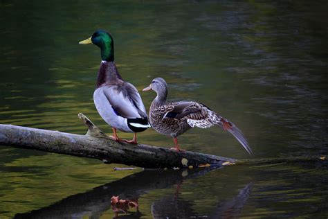 The Seventh Inning Stretch Photograph by Gary Hall - Fine Art America