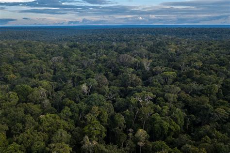 Amazon Rainforest Is Hurtling Toward A Tipping Point Satellites Show