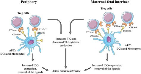 Frontiers Immune Checkpoint Molecules In Reproductive Immunology