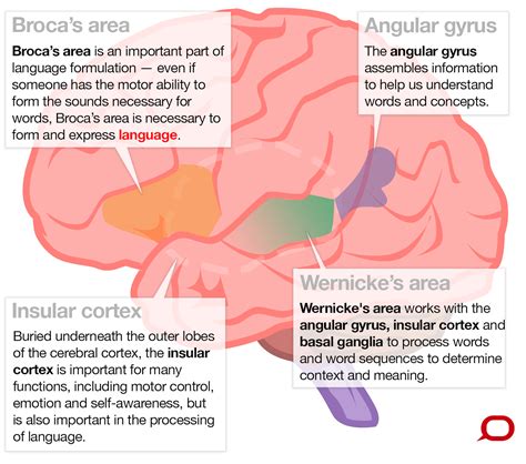 What brain regions control our language? And how do we know this?