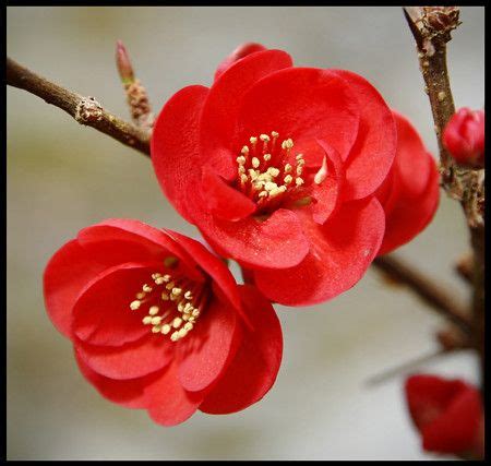 Quince | Flowers, Macro flower, My flower