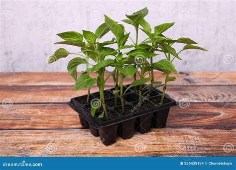 Seedlings Growing In Plastic Container With Soil On Wooden Table