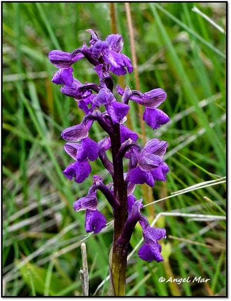 Orqu Deas Blog De Angel Mar Herorchis Morio Y Champagneuxii