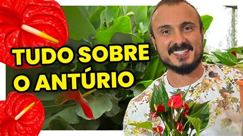 Tudo sobre o Antúrio Como CULTIVAR e Fazer MUDAS YouTube