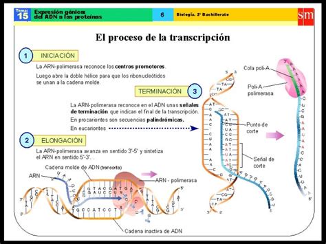 Transcripcion Traduccion