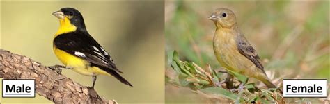 The 3 Types Of Goldfinches In The United States Id Guide Nature Blog Network