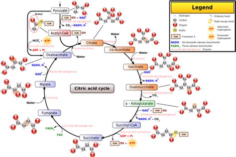 TCA Cycle: Location, Enzymes, Steps, Products