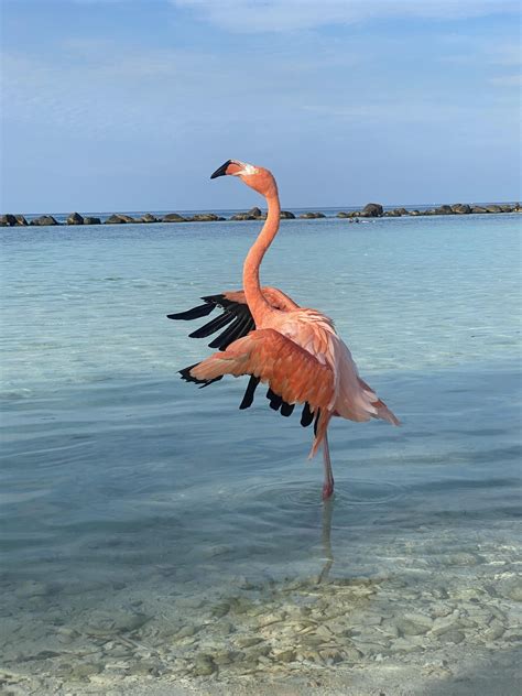 Aruba : r/Flamingo