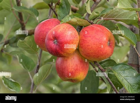 Apple Malus Domestica Ariwa Malus Domestica Ariwa Cultivar Ariwa