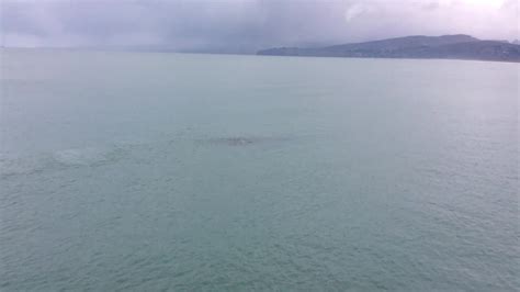 Whales Swim Around New Brighton Pier Discoverywall Nz