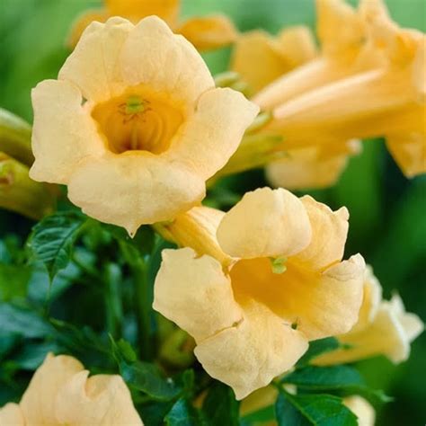 Campsis Radicans The Hardy Trumpet Vine The Garden Of Eaden