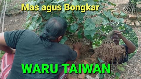 Harga Bahan Bonsai Bonsai Waru Taiwan Mas Agus Bongkar Waru Taiwan