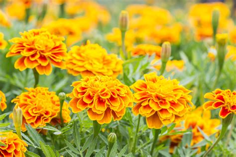 Easy Annual Flowers To Start From Seeds