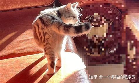 30分钟除干净屋里猫毛（2023年洁癖养猫必备的5个神器）