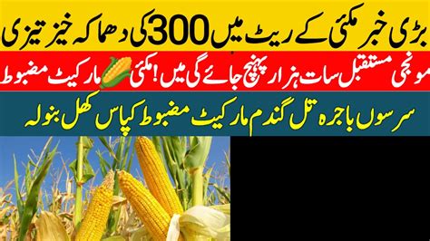 New Munji Wheat Till Cotton Makki Rates Munji Ka Rate Galla Mandi