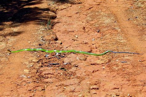 Red Tailed Green Ratsnake Project Noah