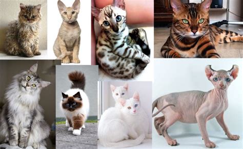 Top 10 Most Popular Cat Breeds