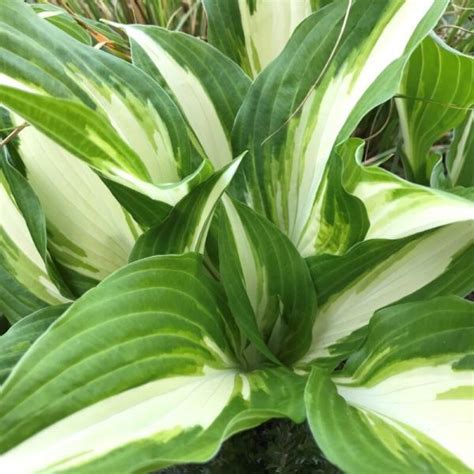 Hosta undulata Mediovariegata árnyékliliom Florapont