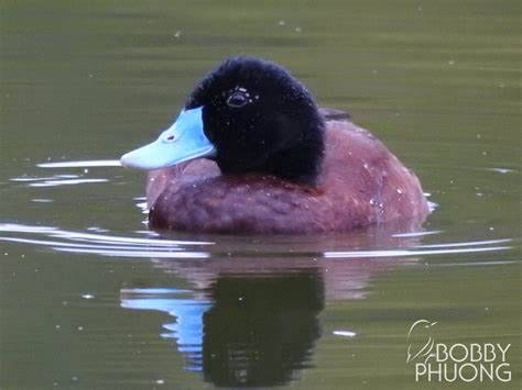 The British Nature Guide On Twitter Rt Bobbysbirddex Blue