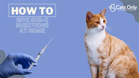 How To Give Subcutaneous Injections To Your Cat At Home Cats Only