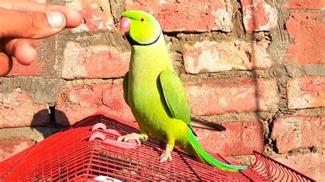 Parrot Talking Sound Talking Parrot Video Bolna Wala Tota Indian Ringneck Parrot Natural