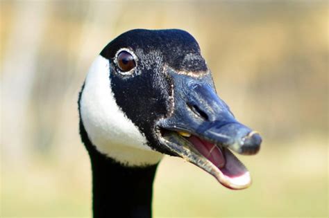 Canadian Geese Teeth