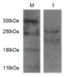 The MAb Recognized Human KIAA0100 Protein Using Western Blot Analysis