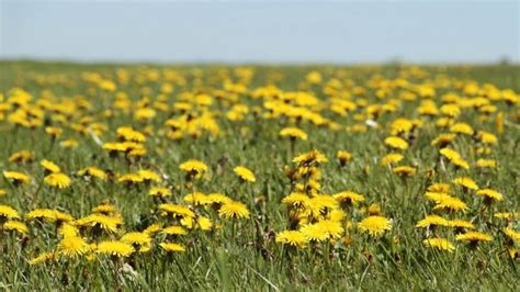 Dandelion Characteristics Cultivation Care And Use Live