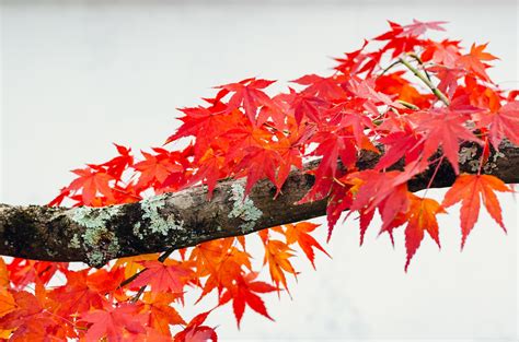 foco y árbol de hojas de arce de colores borrosos sobre fondo blanco en