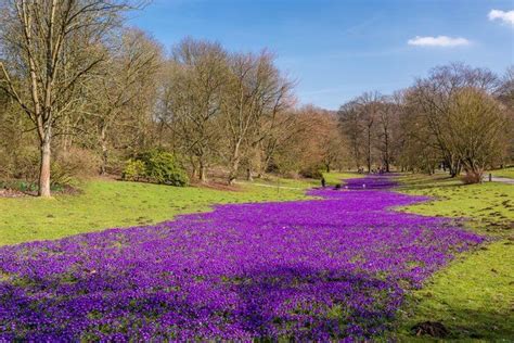 Krokuswiese Thema Landschaftsfotos Krokus Landschaft