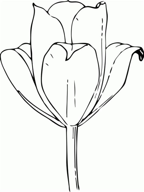 Tulipanes Para Colorear Y Pintar Imágenes Para Dibujar Gratis