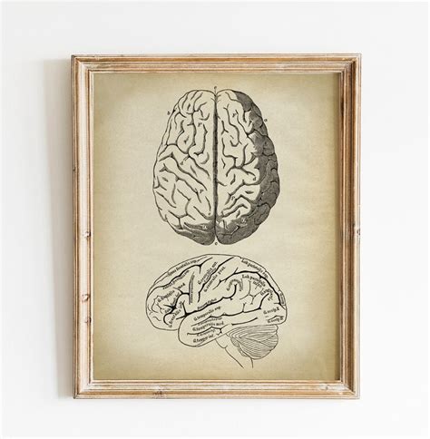 Brain Anatomy Print PRINTABLE Vintage Illustration Human - Etsy