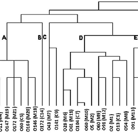 Clonal Relationship Among The Stec And Epec Isolates From Yak Milk