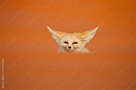 Zorro del Desierto Fénec Fox Fennecus zerda Desierto del Sahara