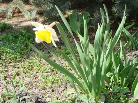 Premium Photo Narcissus Flowers Flower Bed With Drift Yellow White