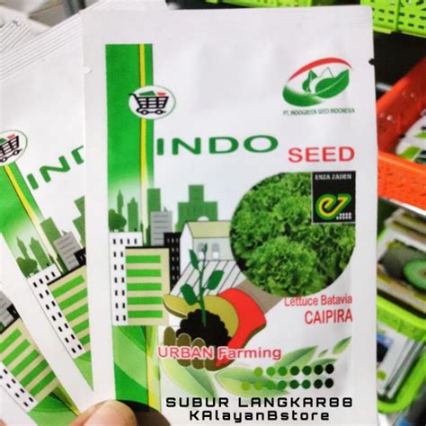 Jual BENIH SELADA CAIPIRA LETTUCE BATAVIA Shopee Indonesia