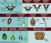 Carpel | plant structure | Britannica.com