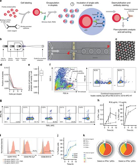 Single Cell Analysis Reveals Functional Heterogeneity Within