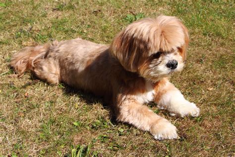 Lhasa Apso Breed and Rescue Information - Rescue Pledge