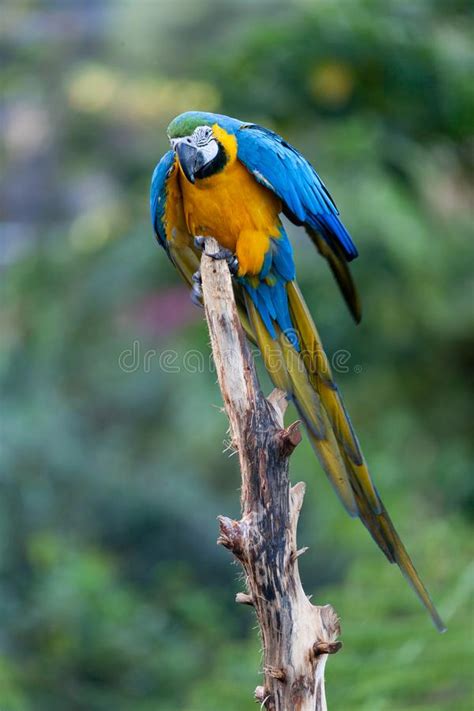 Macao Azul Y Amarillo En Costa Rica Aves Exóticas De Centroamérica Foto