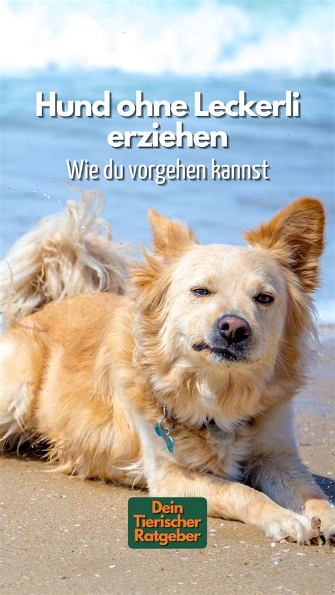 Hundetraining So Kannst Du Deinen Hund Ohne Leckerli Erziehen Artofit