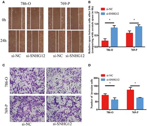 Frontiers Long Non Coding Rna Snhg Functions As A Competing