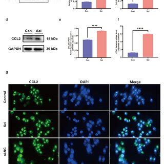 A Experimental Strip Plots Of Ccl Protein Expression In The Spinal