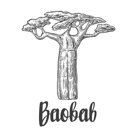 Baobab Tree Illustrations, Royalty-Free Vector Graphics & Clip Art - iStock