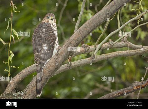 Female Coopers Hawk Hi Res Stock Photography And Images Alamy