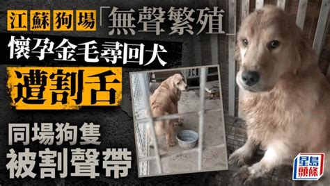 江蘇狗場懷孕金毛犬遭割舌 同場狗隻被割聲帶 星島日報