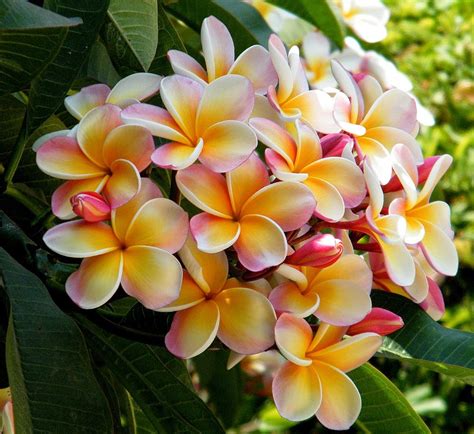 ESSENCE OF ROCK : Fragrant Plumeria