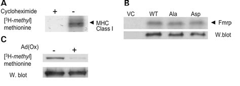 Figure From Identi Cation And Characterization Of The Methyl